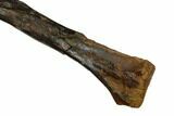 Fossil Theropod (Raptor) Fibula - Dawson County, Montana #176531-2